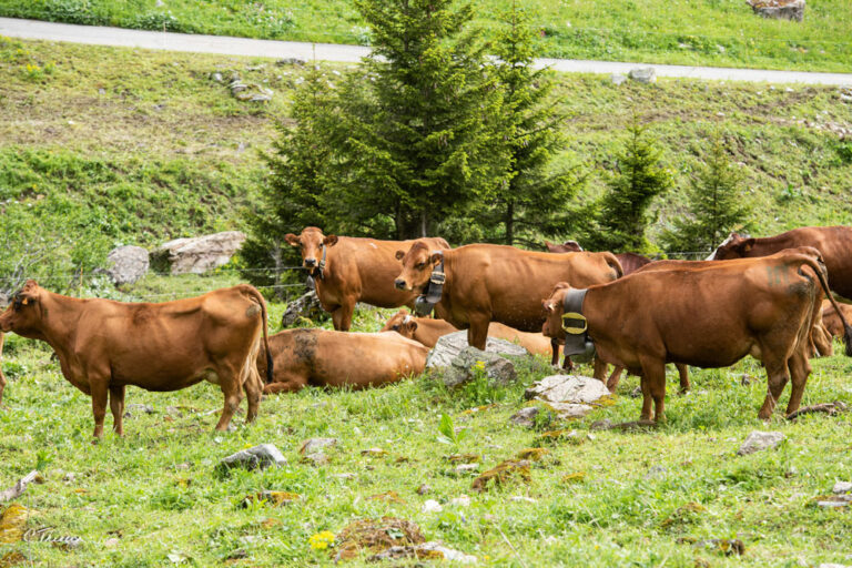 Schéma de sélection Tarentais AURIVA Elevage