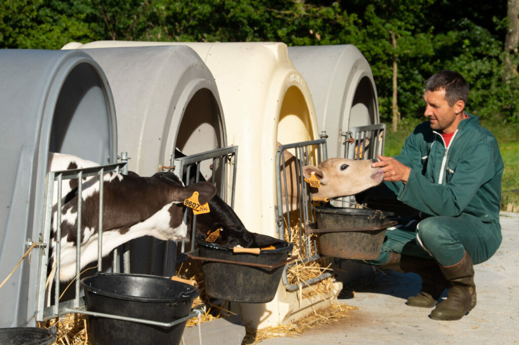 Mickaël RAGEYS donne du lait au veaux Yperios