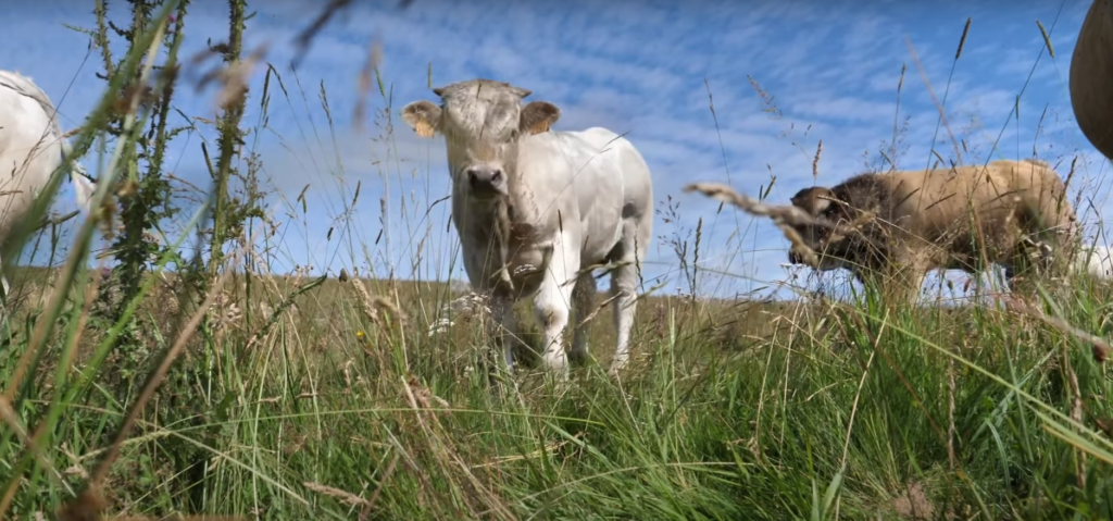 Vaches Aubracs pour le croisement allaitant en YPERIOS