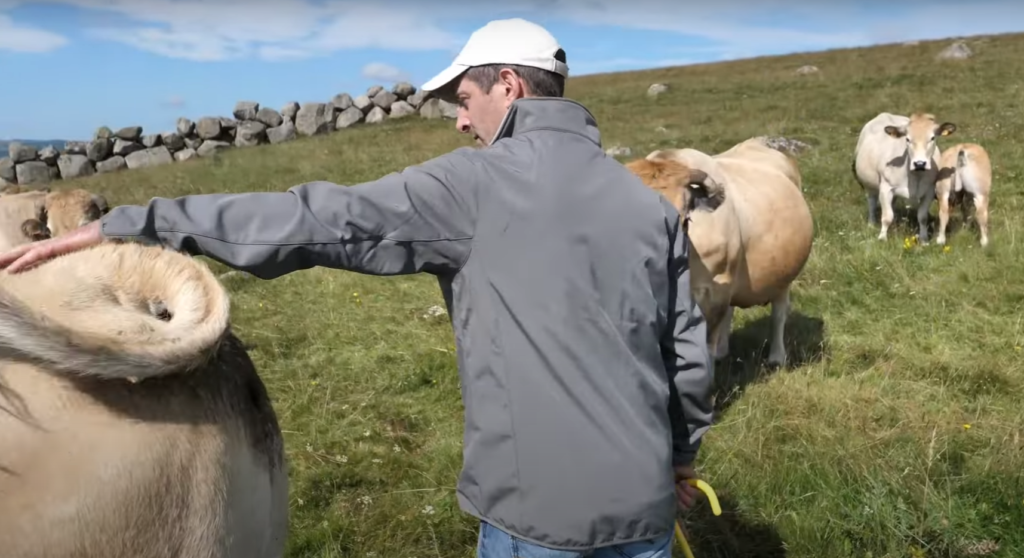 Christophe Vialard caresse ses vaches
