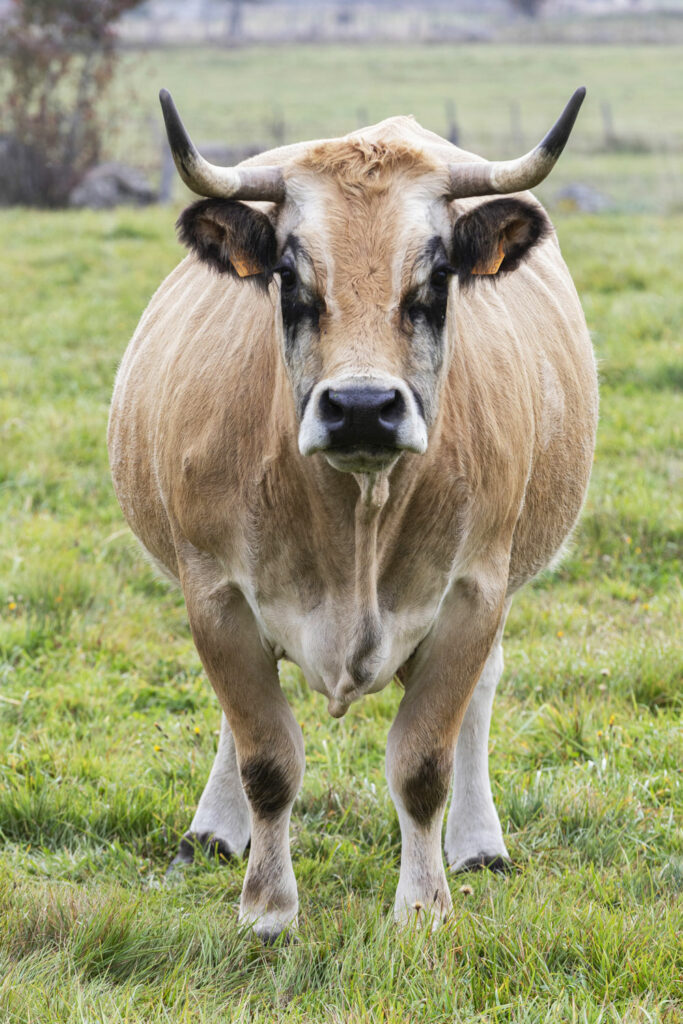 Vache Aubrac Auriva-elevage