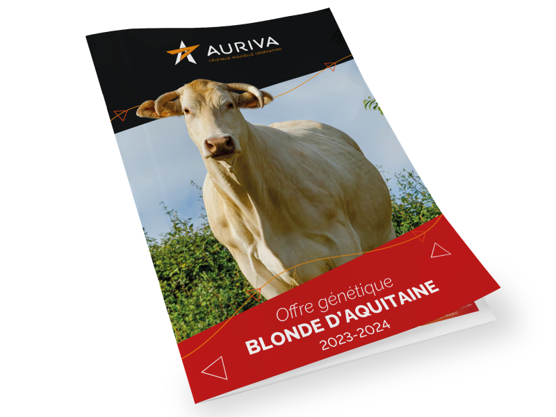 AURIVA’s 23-24 range of blond bulls for AI expands and diversifies