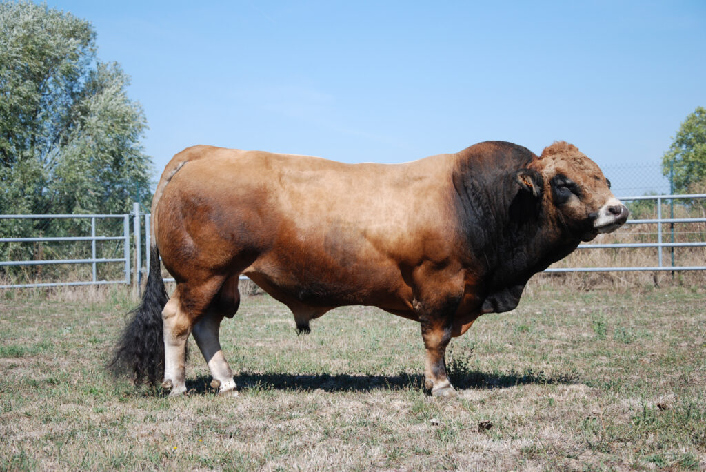 AUBRAC AURIVA Elevage