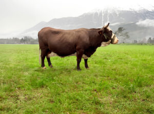photo-JOLLY-AUBRAC