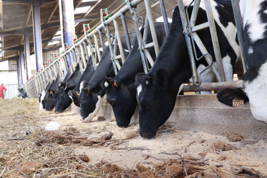 vaches-Holstein-Alexandre-Enjalbert