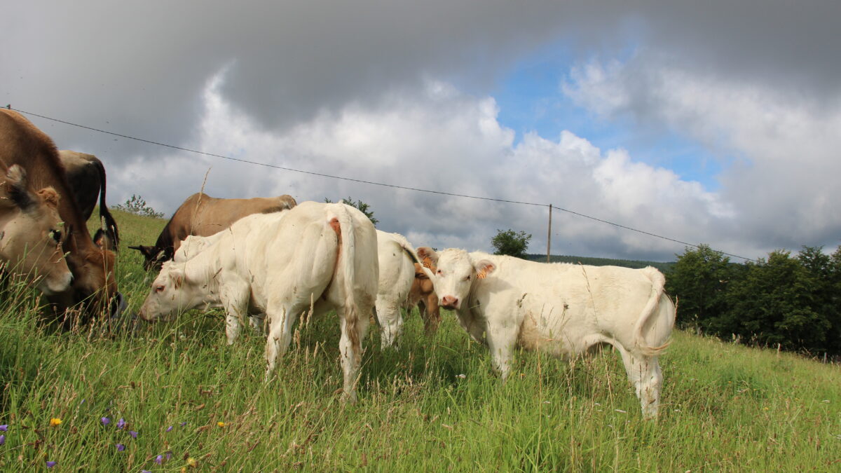 femelles programme exc charolais