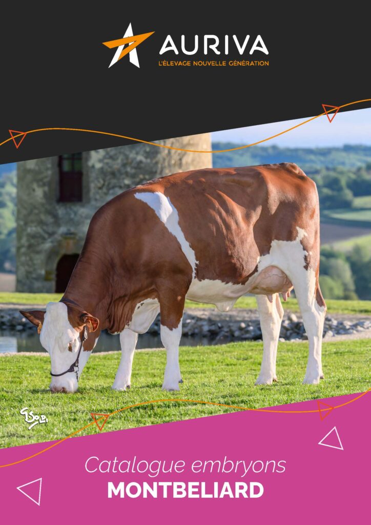 catalogue embryon