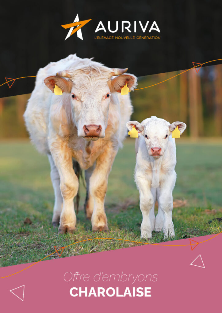 Couvertures Embryons Charolaise