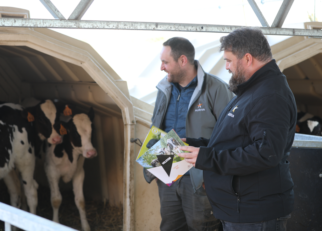 Biotech Prim holstein