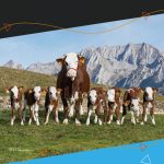 Couvertures Embryons Abondance