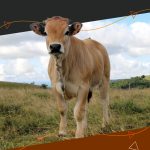 Catalogue embryons Aubrac
