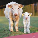 Couvertures Embryons Charolaise