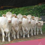 Couverture catalogue embryon