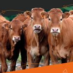 Catalogue embryons Limousin